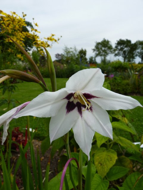 Acidenthera murielae fleur